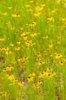 USA, Texas, Hill Country. Blooming coreopsis flowers. Art Print